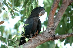 Parrot, Red-tailed Black Cockatoo, 2007-12192050 Arnhem Hwy near Mary River Park, NT